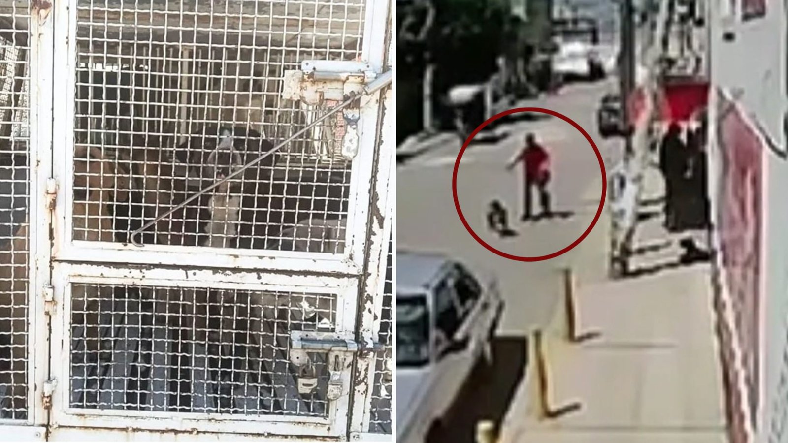 Vecinos Denuncian Redada Captura de Perros Callejeros en Sagitario 4 EcatePec