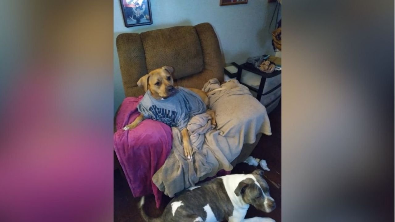 Dos Pitbulls que Mataron A UNA ANCIANA DE 73 Años Estaban Bajo los Efectos de la Cocaína, Revelan Análisis