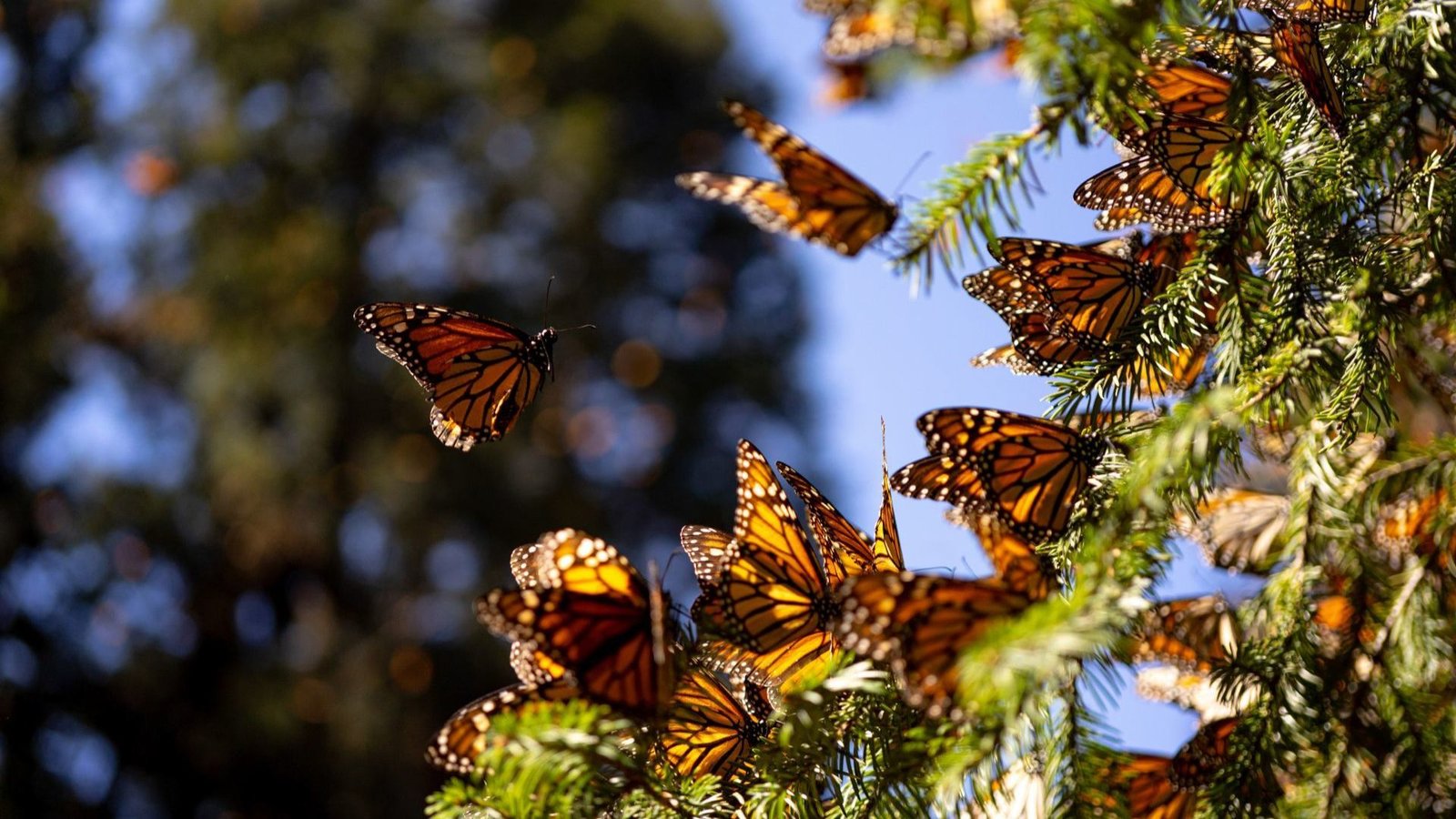 Poblacia de Mariposa monarca se duplica en México, Pero Sigue en Peligro