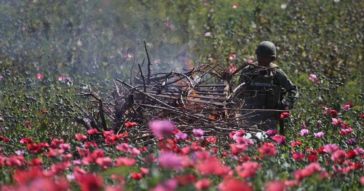 Defensa Destruye 167 Plantía de Amapola en 5 Estados del País