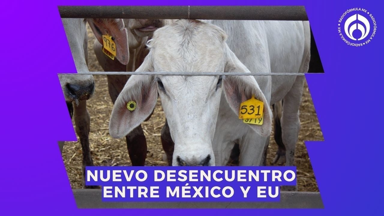 Gusano Barrenador: Eu Aenaza A México Con Frenar Importaciones de Ganado; 4t responde