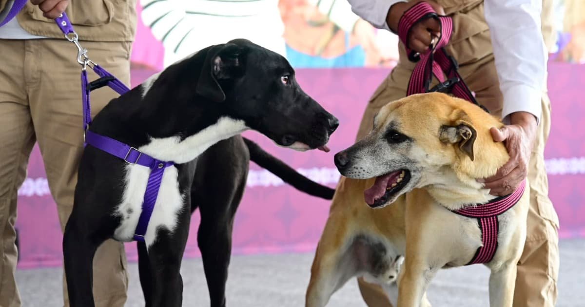 En Atlacomulco, Mascotas rescatadas Encuentran Esperanza y Atención Médica