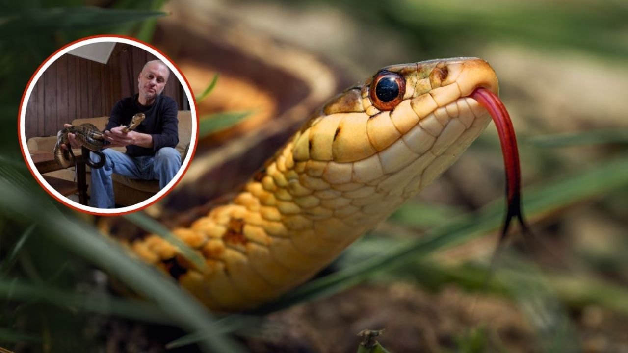Hombre sufre 200 Mordeduras de Serpiente y Ayuda a Cear un potente antiveneno con sugris