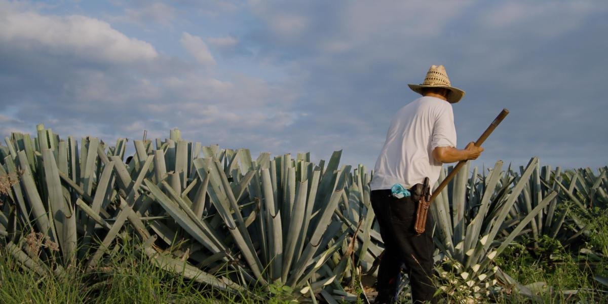 CRT Busca Diversificar Mercados y Reducir Aranceles en India, China y República dominicana