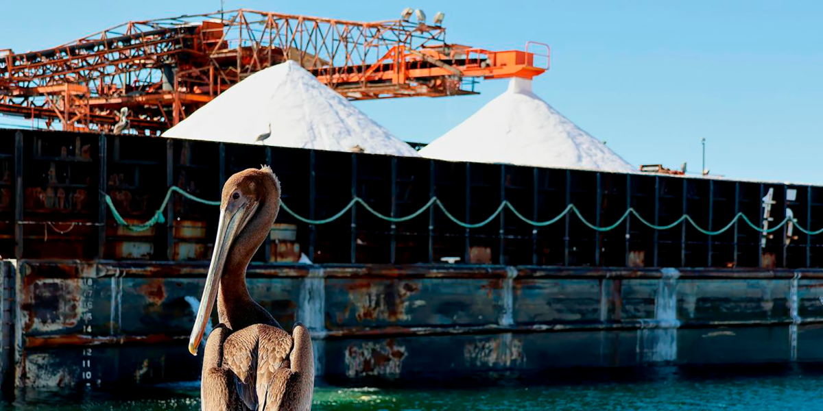 Exportadora de Sal Gana Juicio de Nulidad y Libera Pasivo Contingente de 11,500 MILLONES DE PESOS