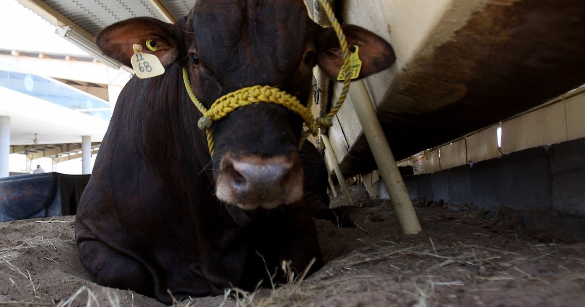Cierre de Fronteras A Exportaciones de Ganado de Eu por Gusano Barrenador ‘Dañará’ Economía México: IMEF