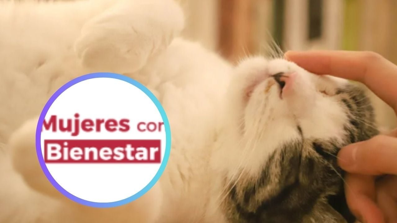 Mujeres Con Bienestar 2025: Así Obtienes Asistencia Veterinaria Gatis para ‘Michis’ y ‘Lomitos’