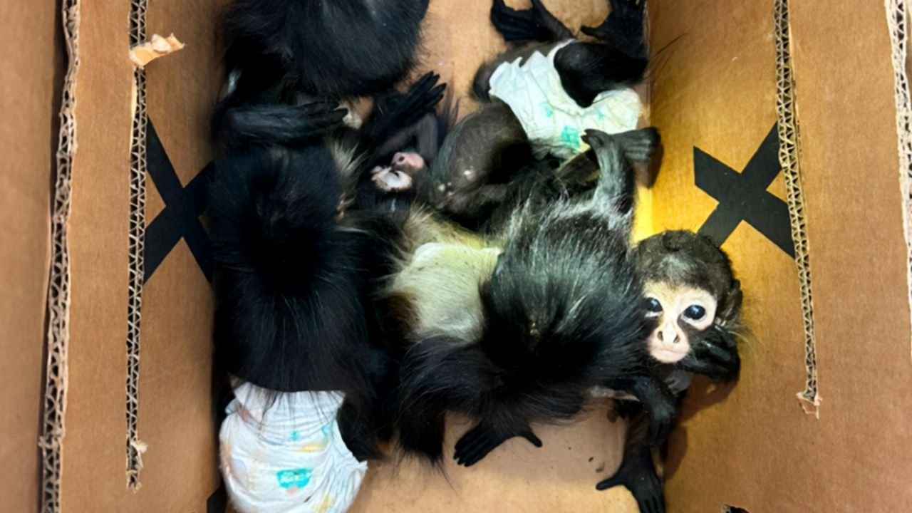 Rescata Profepa 5 Ejemplares de mono araña y 4 de siete colores, en Nuevo León