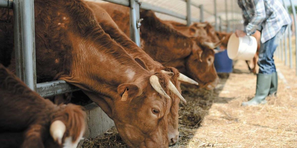 EU Invertirá 21 Millones de Dólares en México para erradicar Propagación del Gusano Barrenador