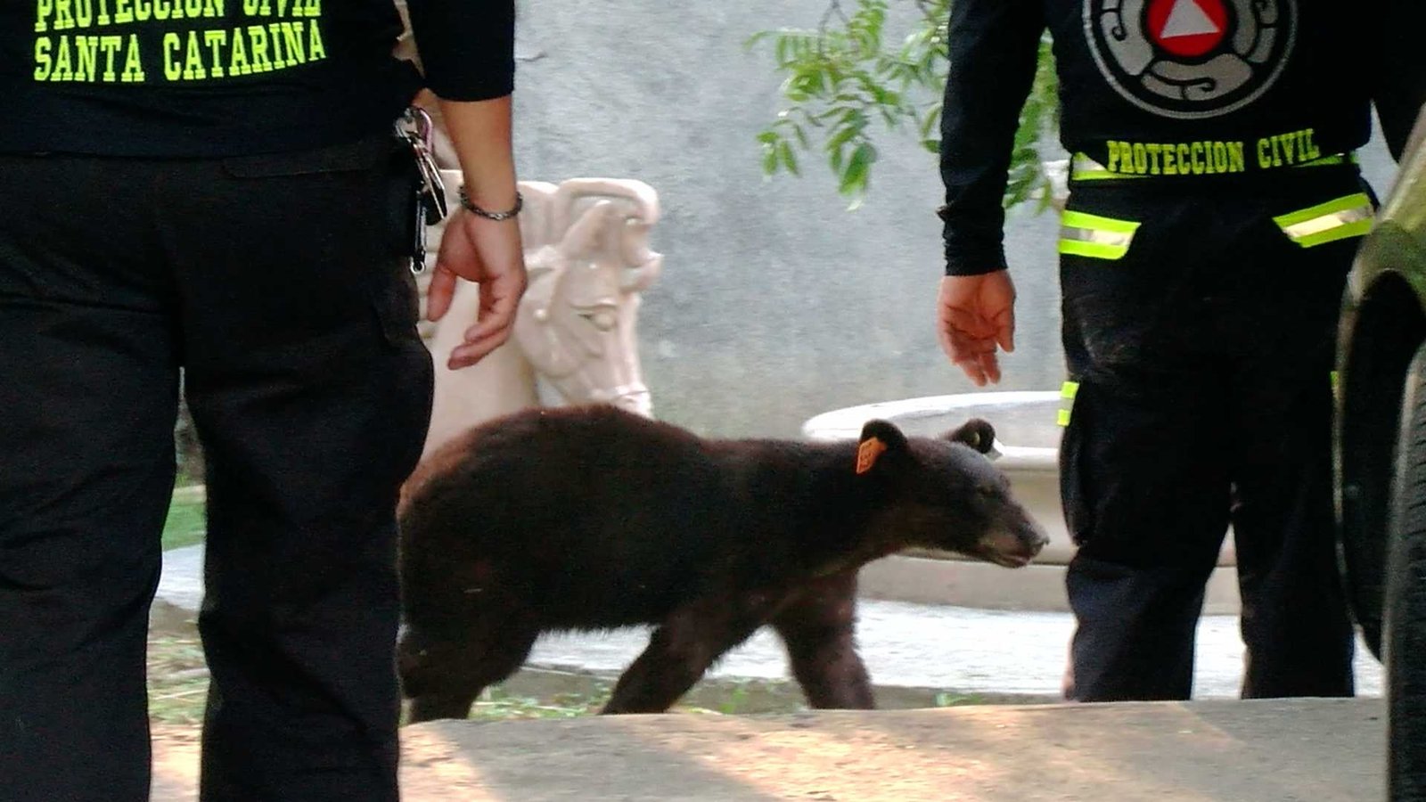 Cachorro de Oso en Busca de Comida Sorprende A Vecinos de Santa Catarina, Nuevo León