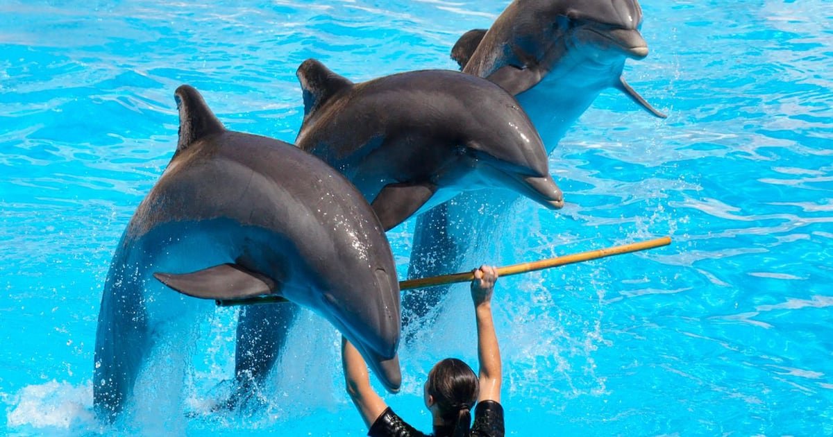 ‘Ley Mincho’ Ya es una Realidad: ¿por qué Prohibieron Lospectáculos con Delfines en México?