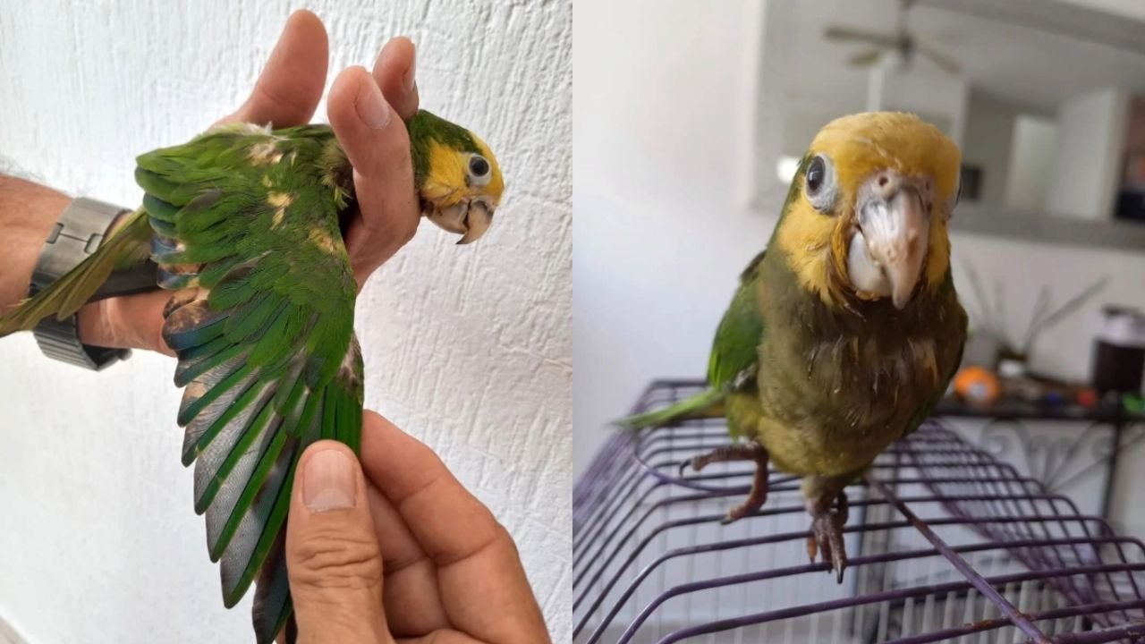 Indignante: Decoloran Con Quimicos Plumas de Loros para Venderlos, Ya Fueron Rescatados