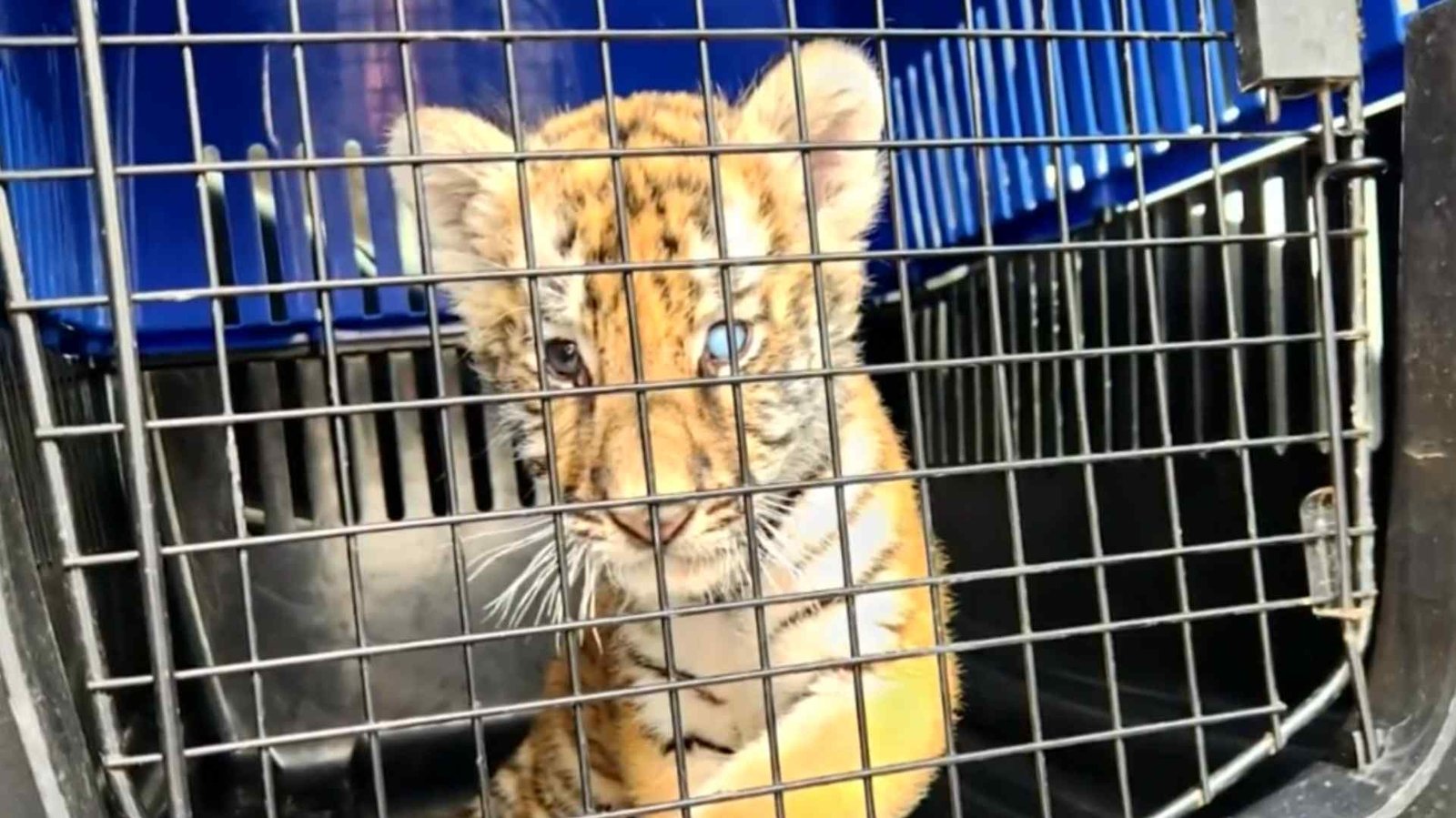 Hallan Tigre en Casa; Tras Denuncia por Acumulación de Llantas en Escobedo, Nuevo León