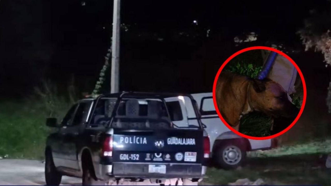 Localizan sin vida a un hombre en situación de calle, su perrita cuidaba su cuerpo