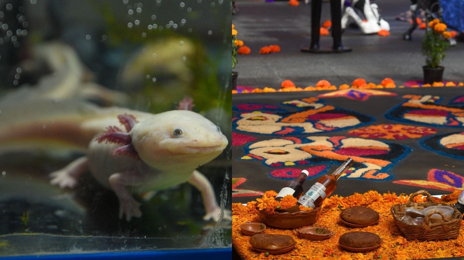 Noche del Axolotl por Día de Muertos 2025 en CDMX: ¿Dónde Serán las Actividades Gratis?