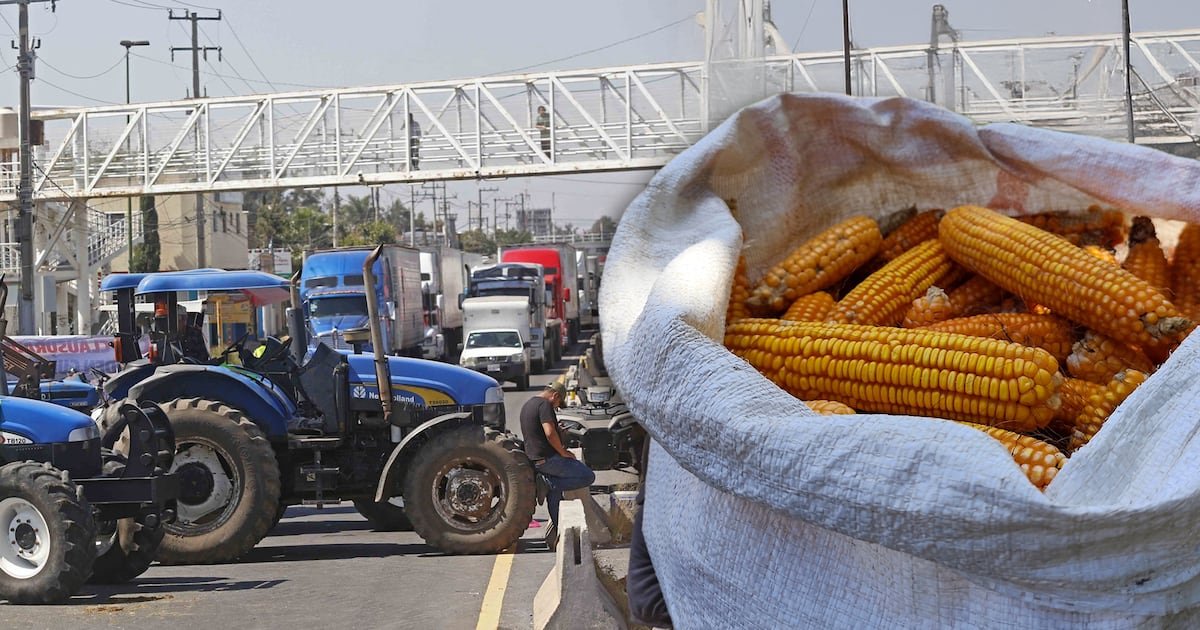 Agricultores liberarán carreteras en México: Sheinbaum pagará apoyo de 950 pesos por tonelada de maíz
