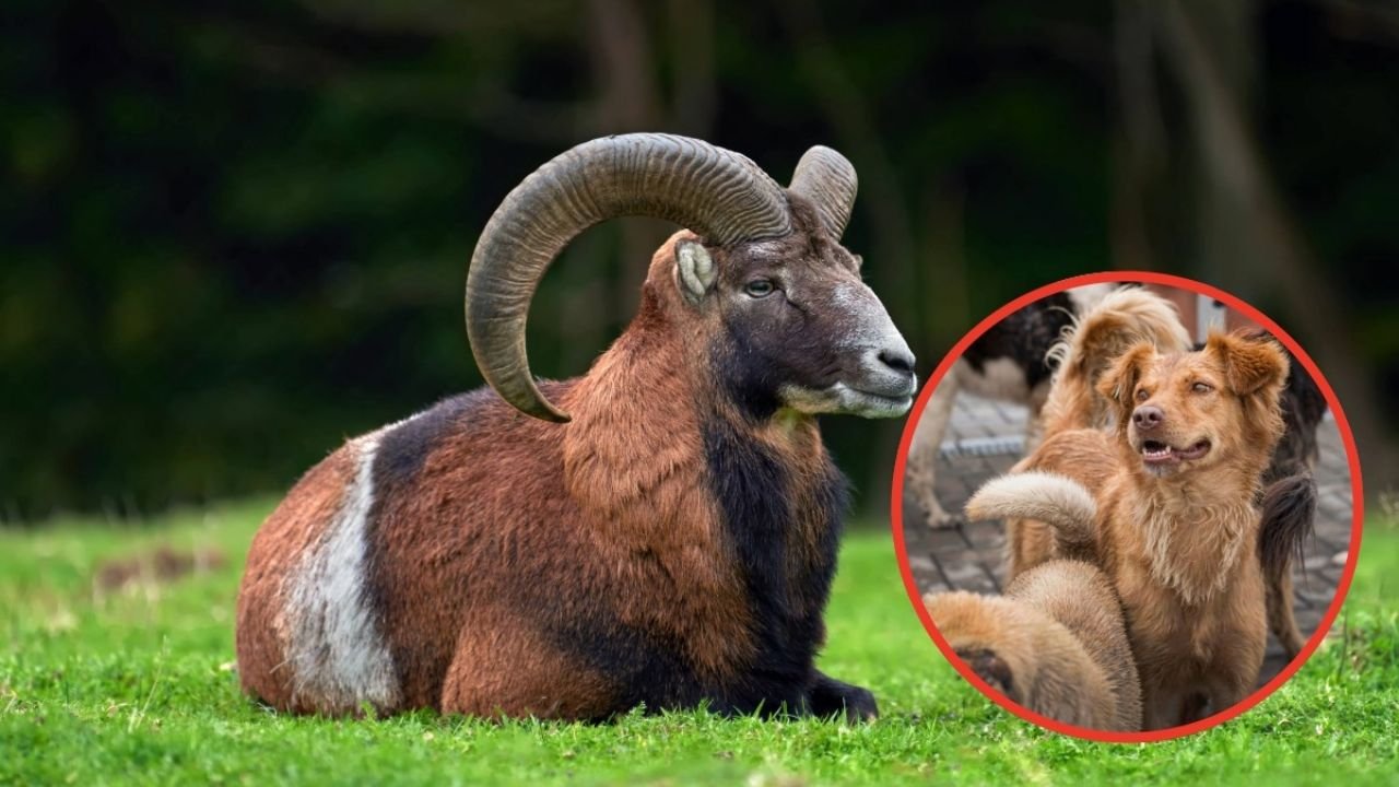 Jauría de perros salvajes asesinó a más de 20 borregos muflones del Zoológico de León