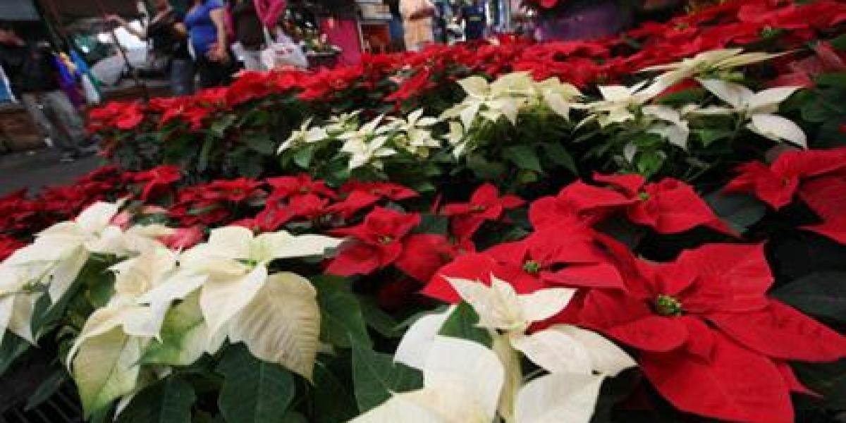 Cómo cuidar tus nochesbuenas y que te duren todo el año