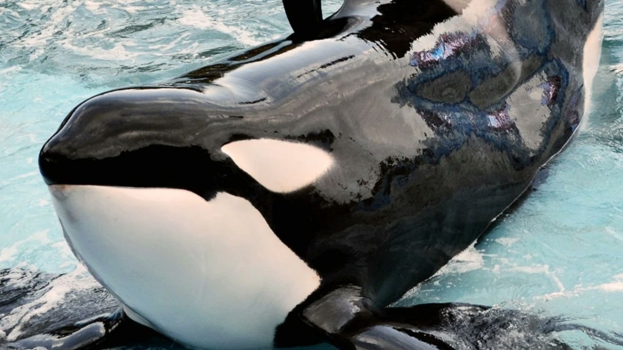 Muere orca que vivió 30 años en cautiverio en un acuario solo viendo paredes de cemento, así era su estanque: video