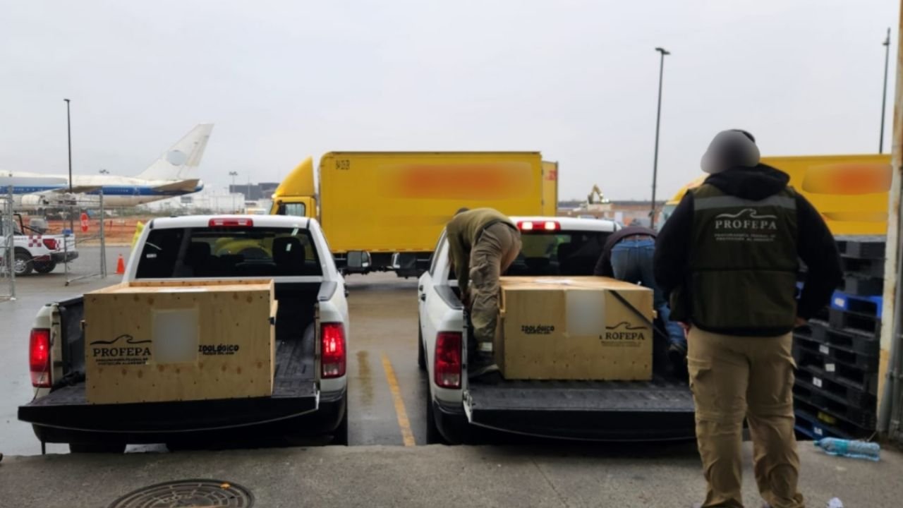 Profepa coordina transporte de tortugas aseguradas en el aeropuerto de Tijuana