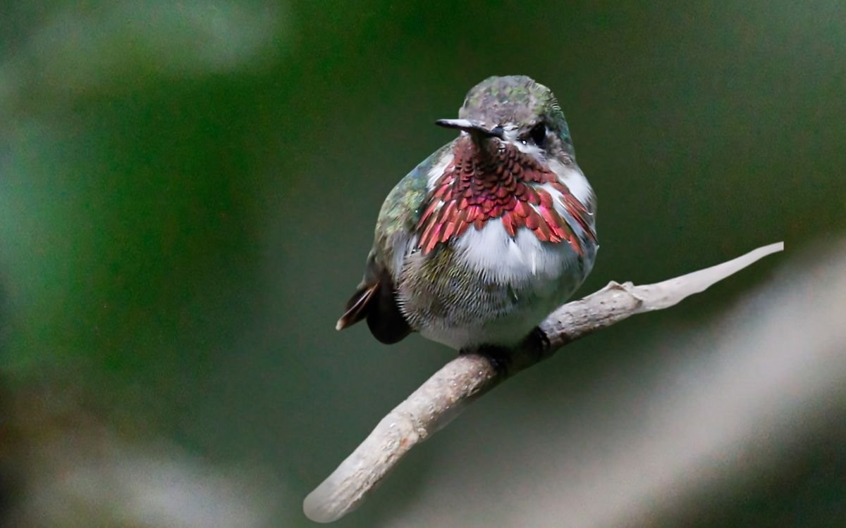 ¡No era un colibrí!: registran el primer Zumbador Garganta Rayada en Monterrey