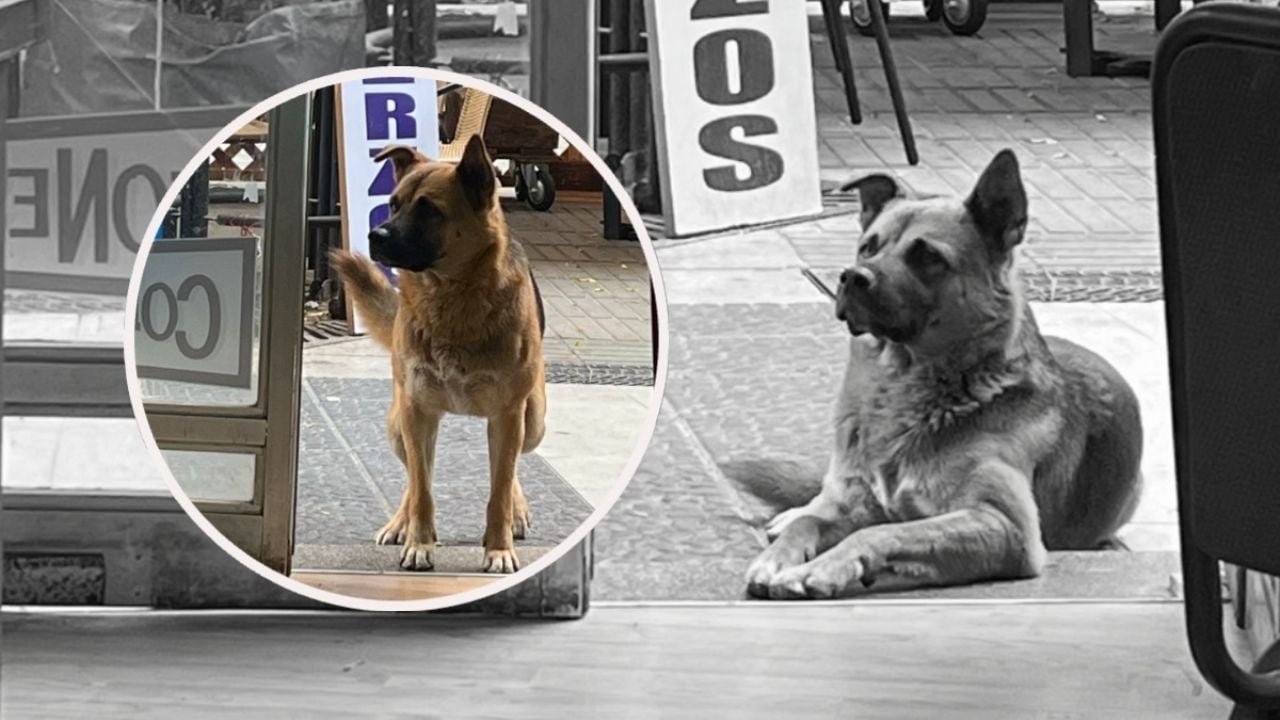 LOMITO VIRAL: perrito visita un restaurante todos los días a la misma hora… ¡y ahora lleva a sus amigos!
