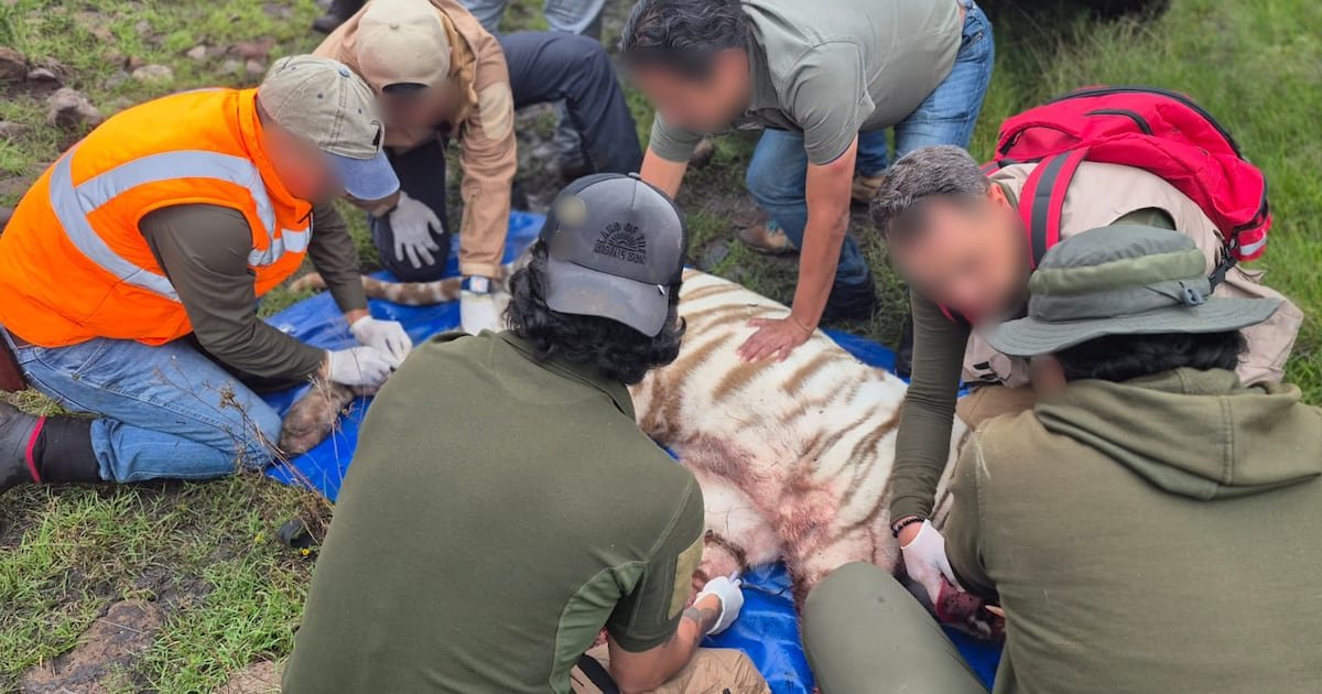 Muere Kenzo, tigre de bengala que escapó en Tepetlaoxtoc: Profepa aplicó protocolo de ‘contención letal’