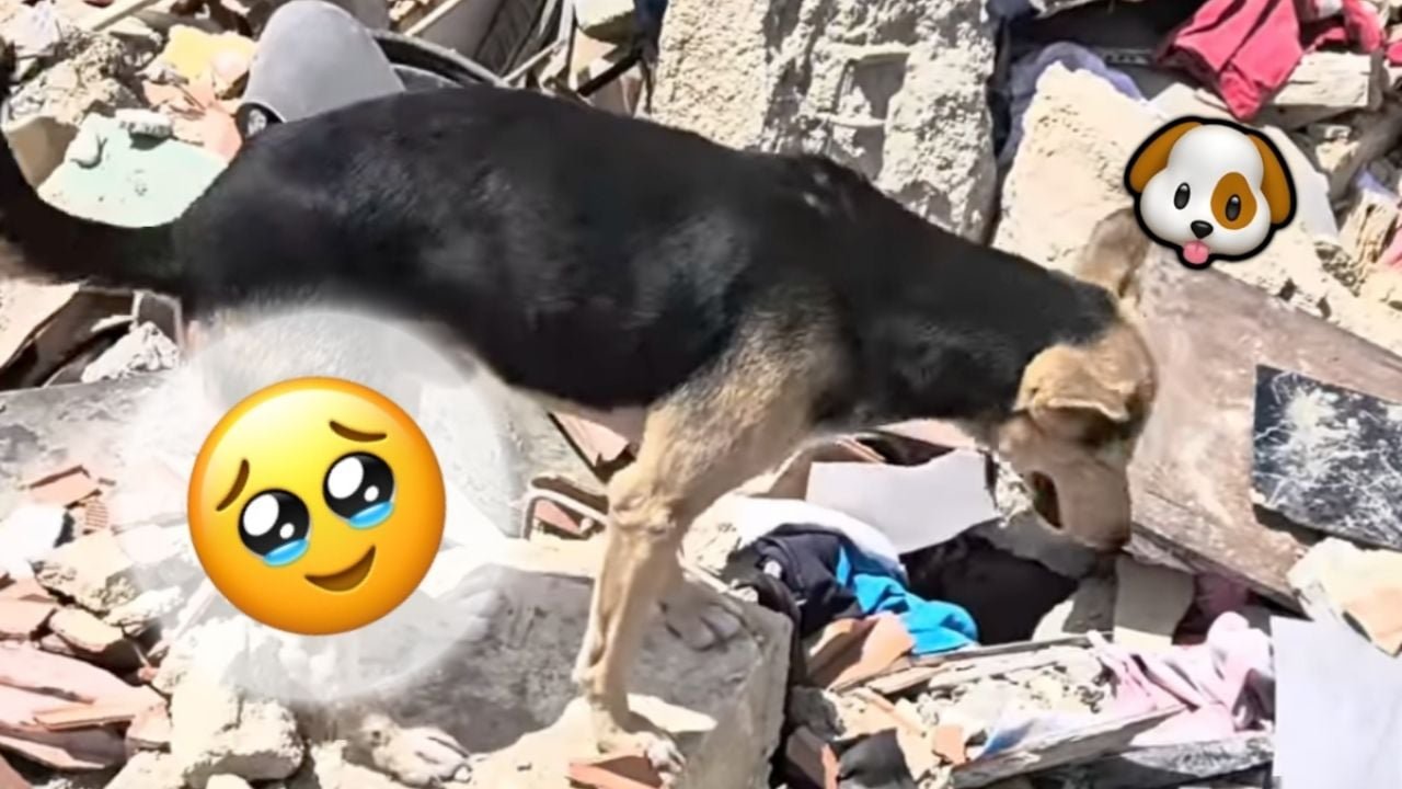 Perro se negó a alejarse de los escombros y ayudó a localizar a una familia | VIDEO