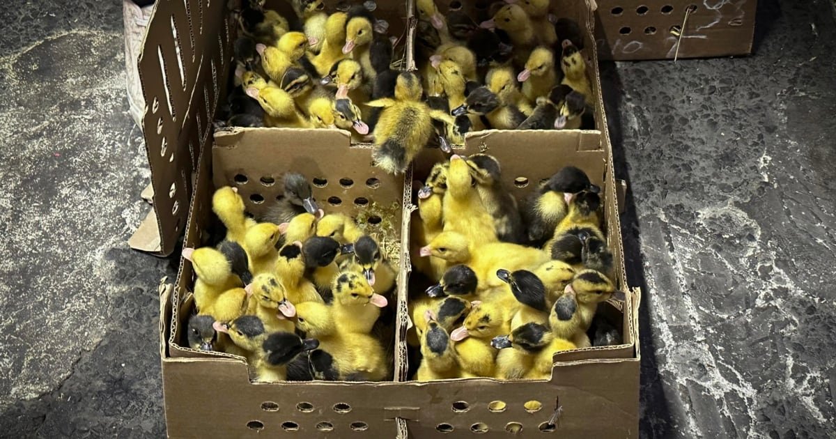 ‘Se venden bien’: Furor por ‘Merlín’ dispara compra de patos en CDMX; preocupación por su abandono
